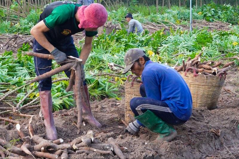 thị trường tinh bột sắn