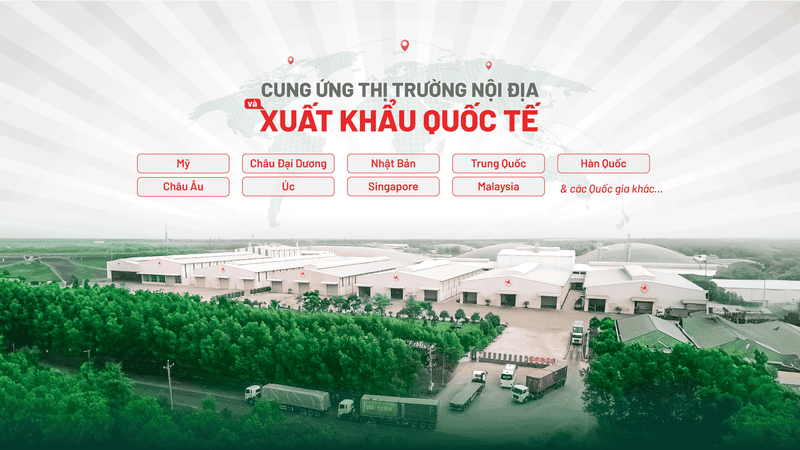 thị trường tinh bột sắn