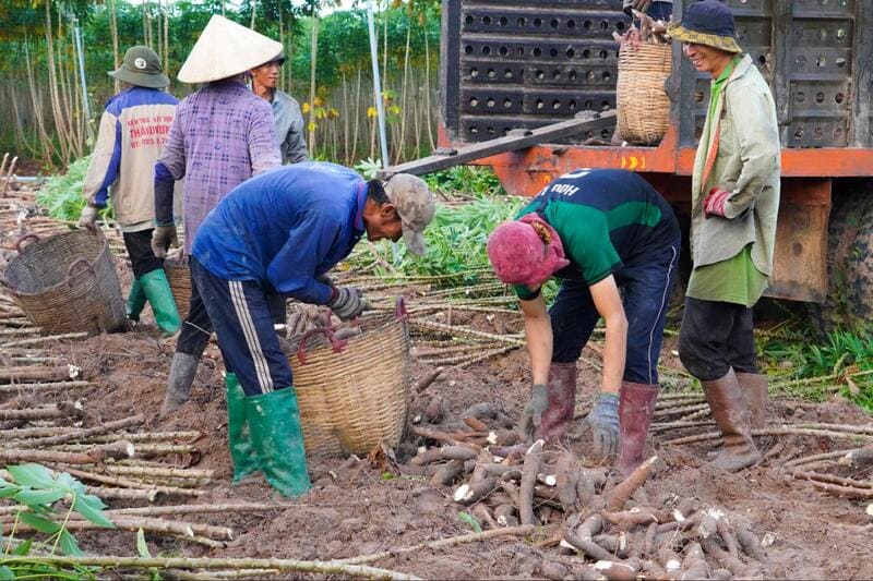 tinh bột biến tính