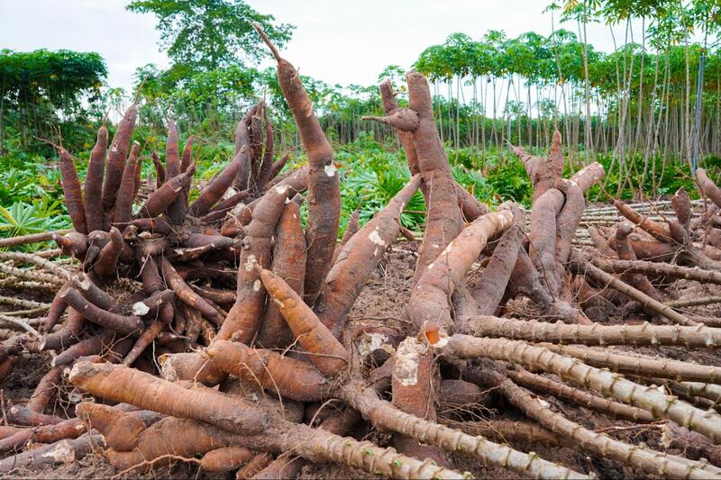 tinh bột sắn dùng trong công nghiệp