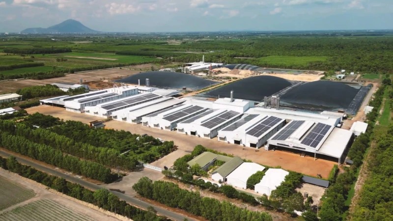 giá tinh bột sắn