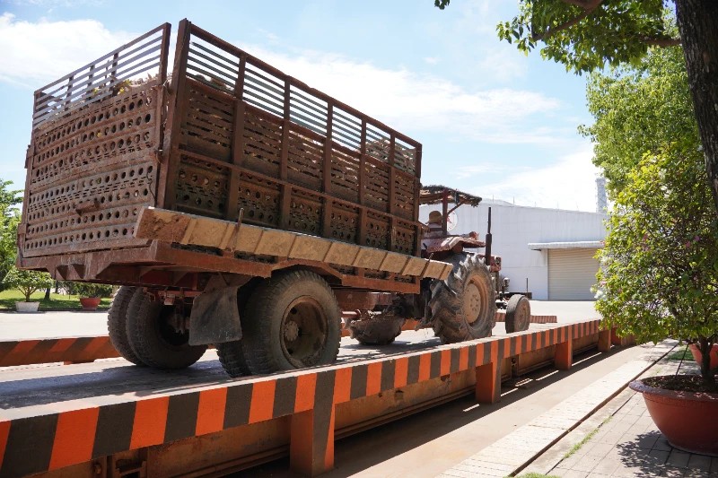 giá tinh bột sắn hôm nay