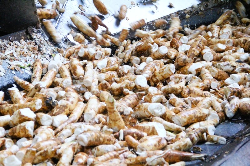 quy trình sản xuất tinh bột khoai mì